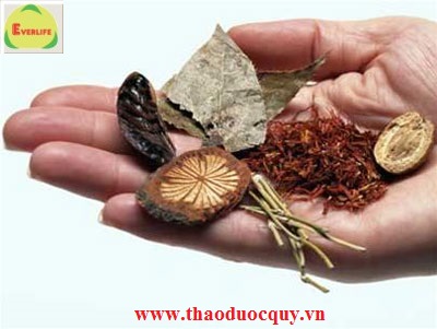 Chữa bệnh gout bằng thuốc đông y